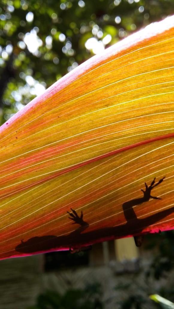 Bambu Hostelダビッド エクステリア 写真
